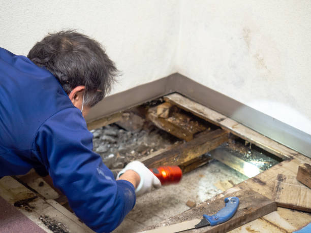Best Insurance-Related Mold Remediation in Yardville, NJ