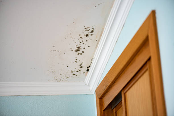 Best Bathroom Mold Remediation in Yardville, NJ