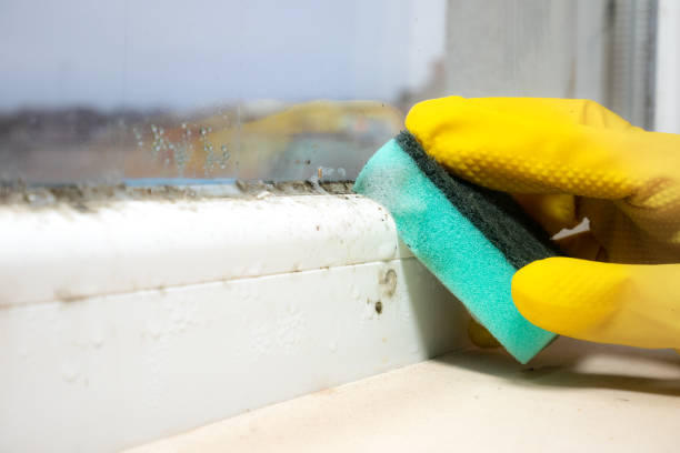 Best Commercial Mold Remediation in Yardville, NJ