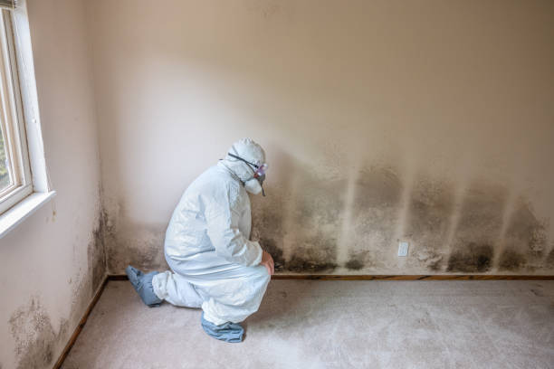 Best Bathroom Mold Remediation in Yardville, NJ