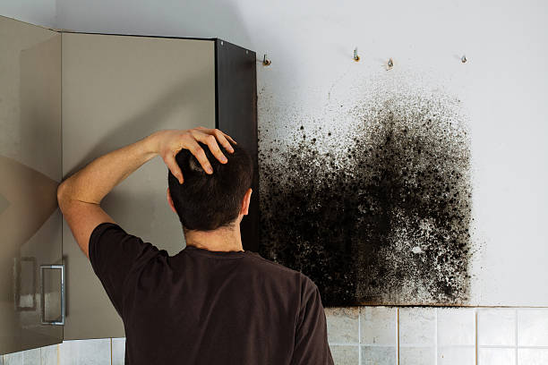 Best Kitchen Mold Remediation in Yardville, NJ